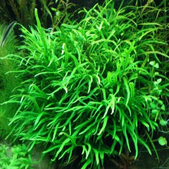 Needle Leaf Java Fern