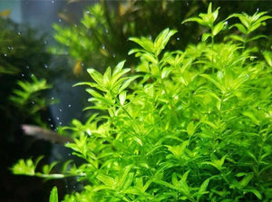 Pearlweed