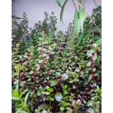 Rotala Blood Red