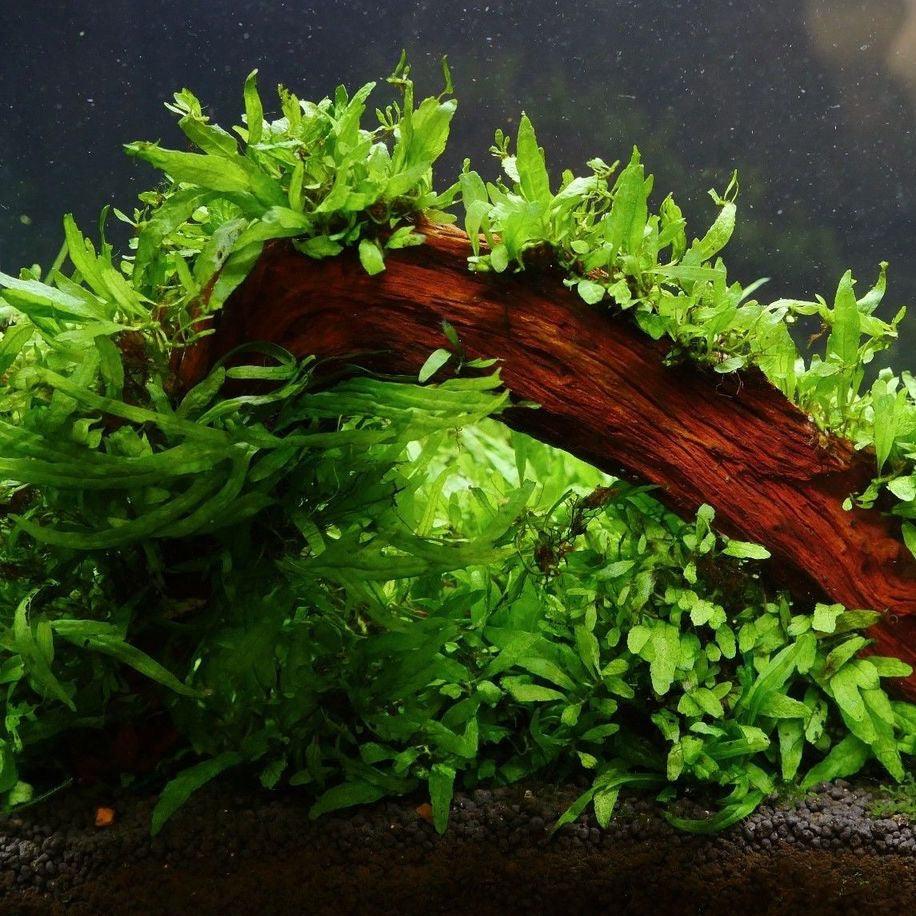 Rare Micro Java Fern Live Aquarium Plant For Sale