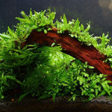 Rare Micro Java Fern