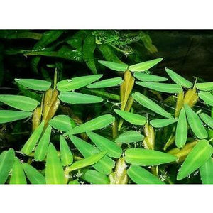 Floating Bamboo "Hygroryza Aristata" - Aquafy aquatic shop
