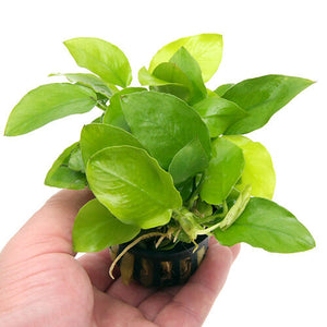 Anubias Nana Golden fish tank plant