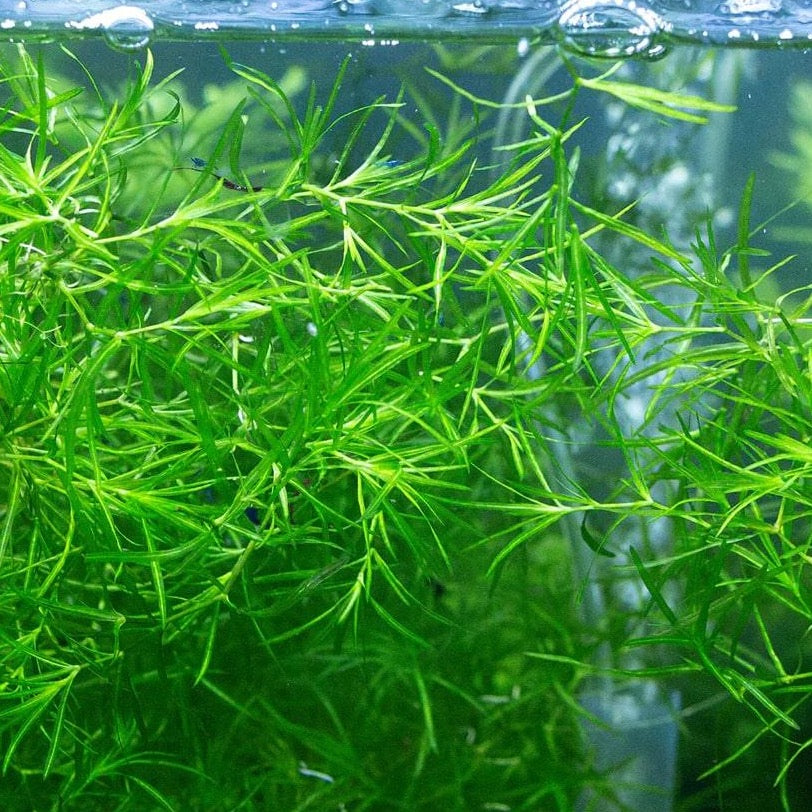 Guppy Grass Live Plant (Najas Guadalupensis) Aquarium Plant