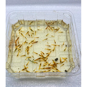 Sunkist Cherry Shrimp