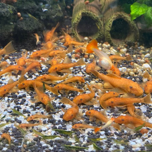 Super Red Shortfin Bristlenose Catfish