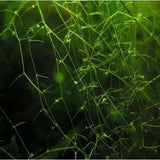 Utricularia Gibba