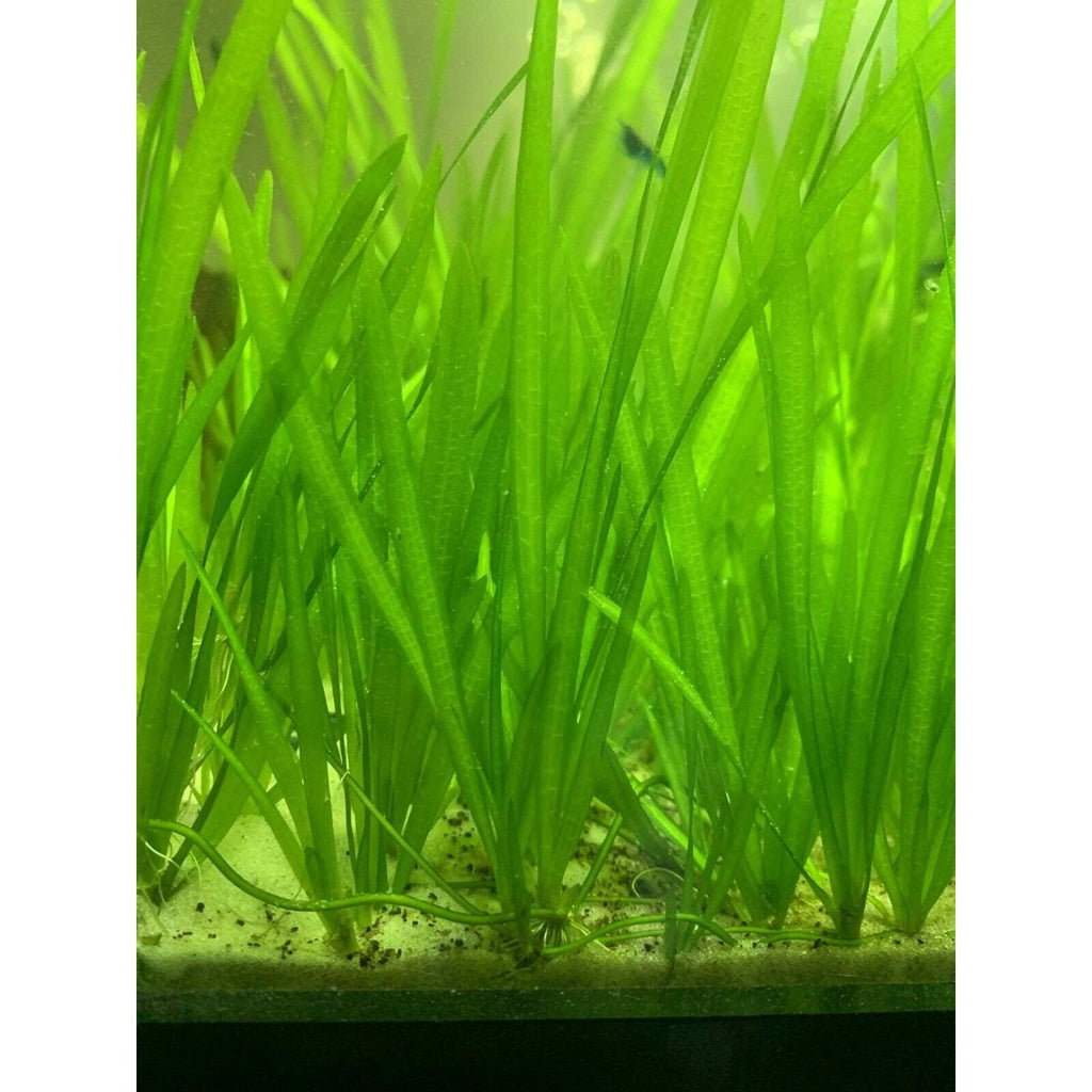 Vallisneria in aquarium