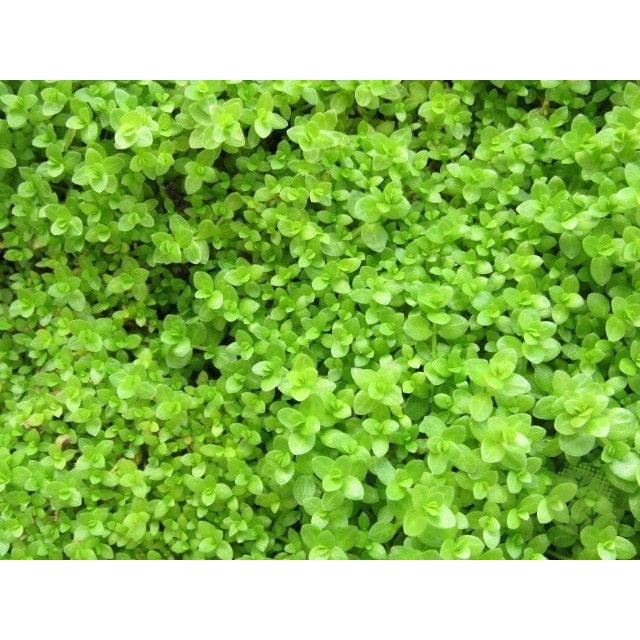 Pearlgrass