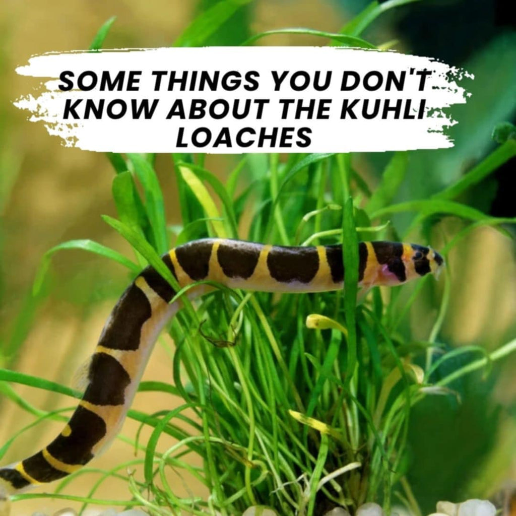 Some Things You Don't Know About the Kuhli Loaches