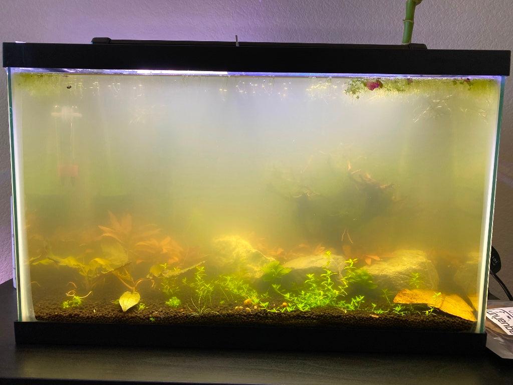 6 Causes of Cloudy Fish Tank and 5 Ways to Clean It