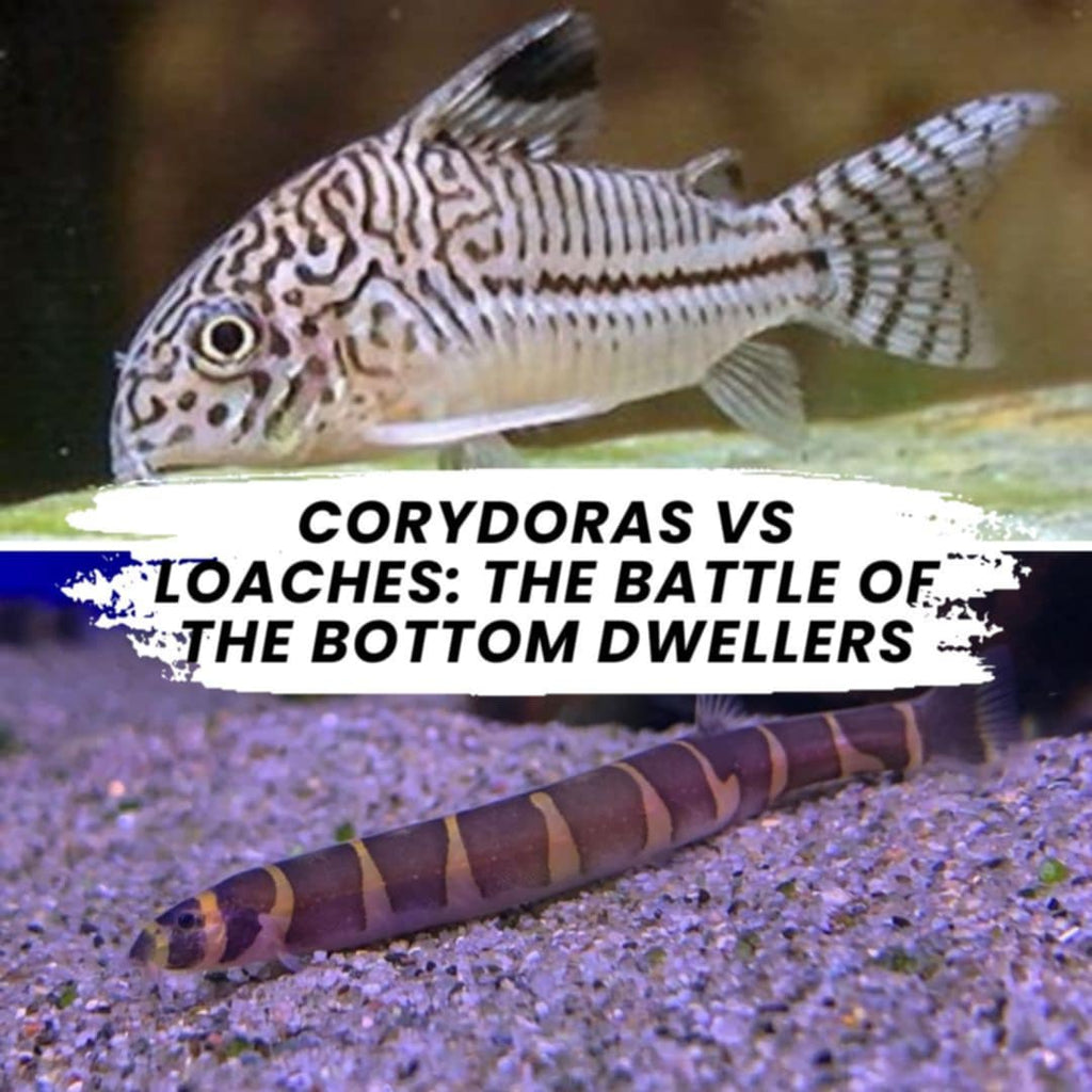 Corydoras vs. Loaches: The Battle of the Bottom Dwellers