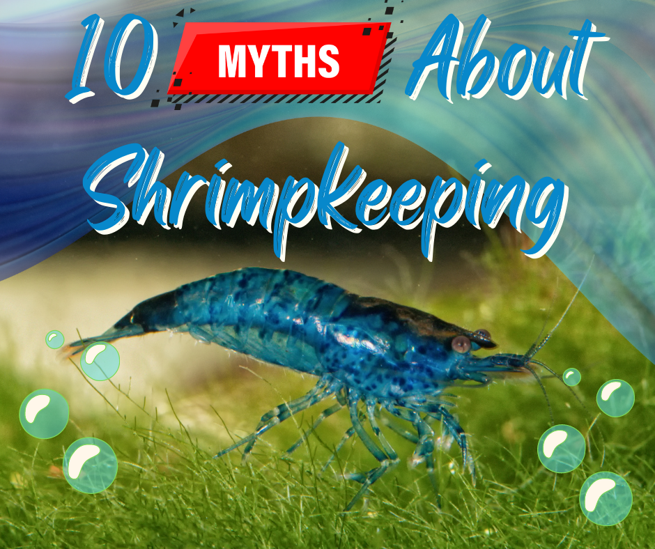 10 Myths About Shrimpkeeping