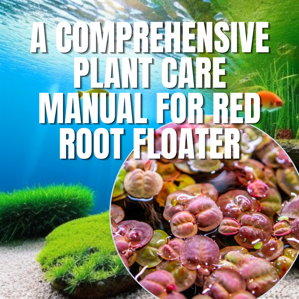 A Comprehensive Plant Care Manual for Red Root Floater