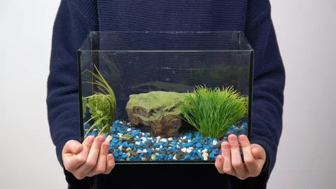 Quick Tips on How to Plant Aquarium Plants in Fish Tank