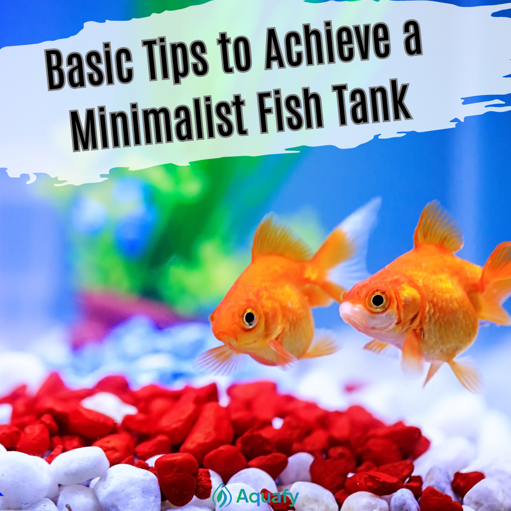 Basic Tips to Achieve a Minimalist Fish Tank