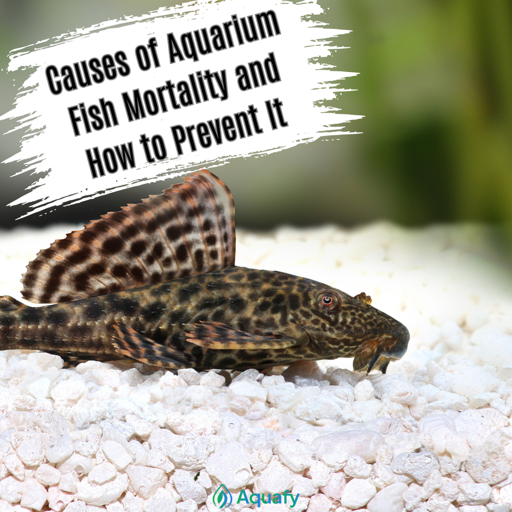 Causes of Aquarium Fish Mortality and How to Prevent It!