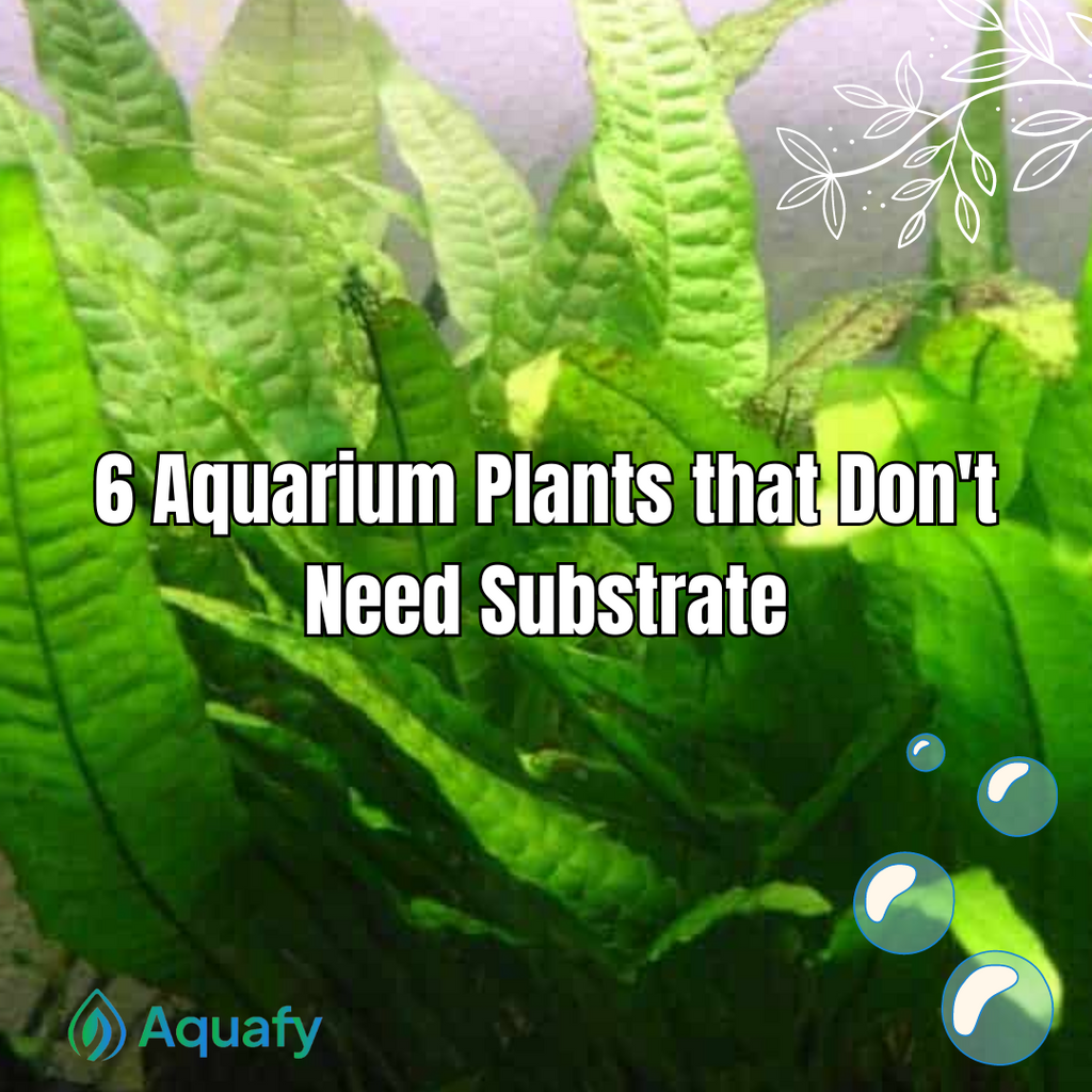 6 Aquarium Plants that Don't Need Substrate