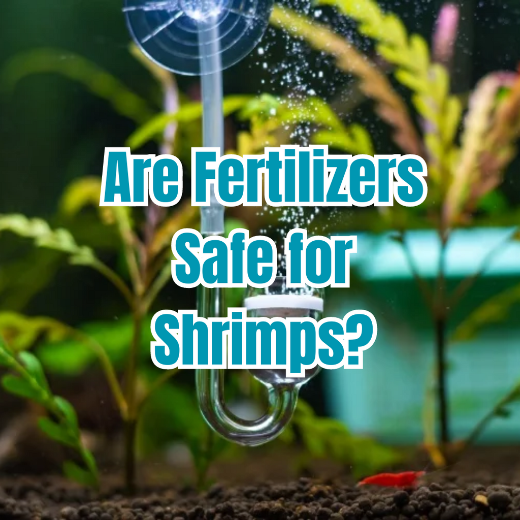 Are Fertilizers Safe for Shrimps?