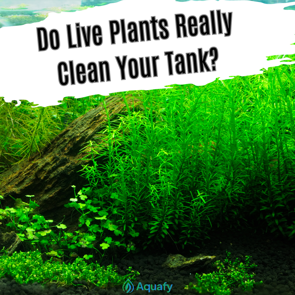 Do Live Plants Really Clean Your Tank?