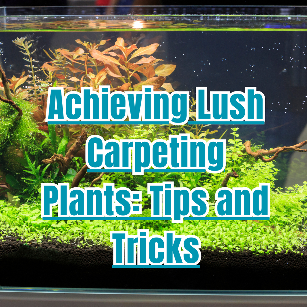 Achieving Lush Carpeting Plants: Tips and Tricks