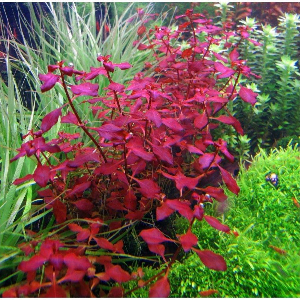Top 10 Easiest Red Plants to Keep