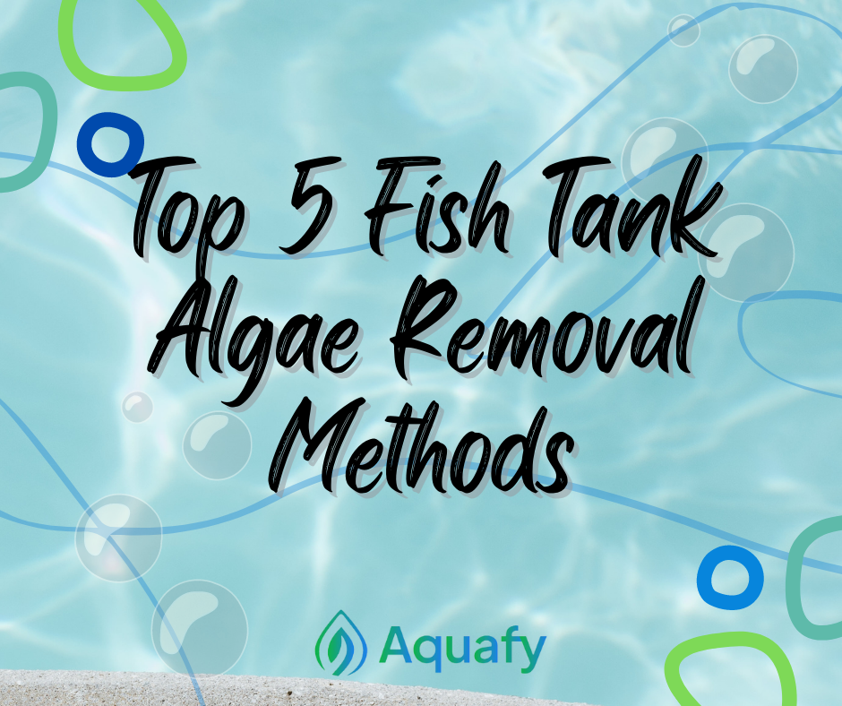 Top 5 Fish Tank Algae Removal Methods