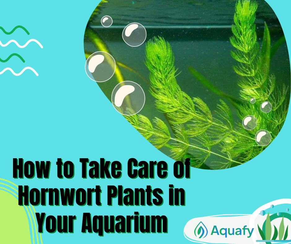 How to Take Care of Hornwort Plants in Your Aquarium