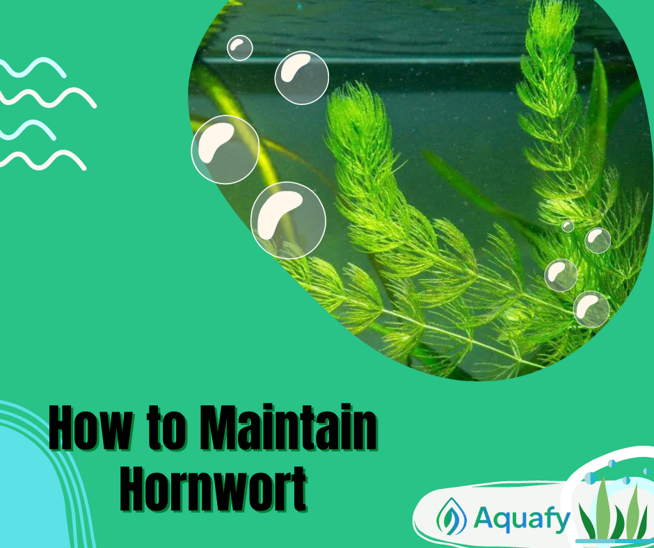 How to Maintain Hornwort