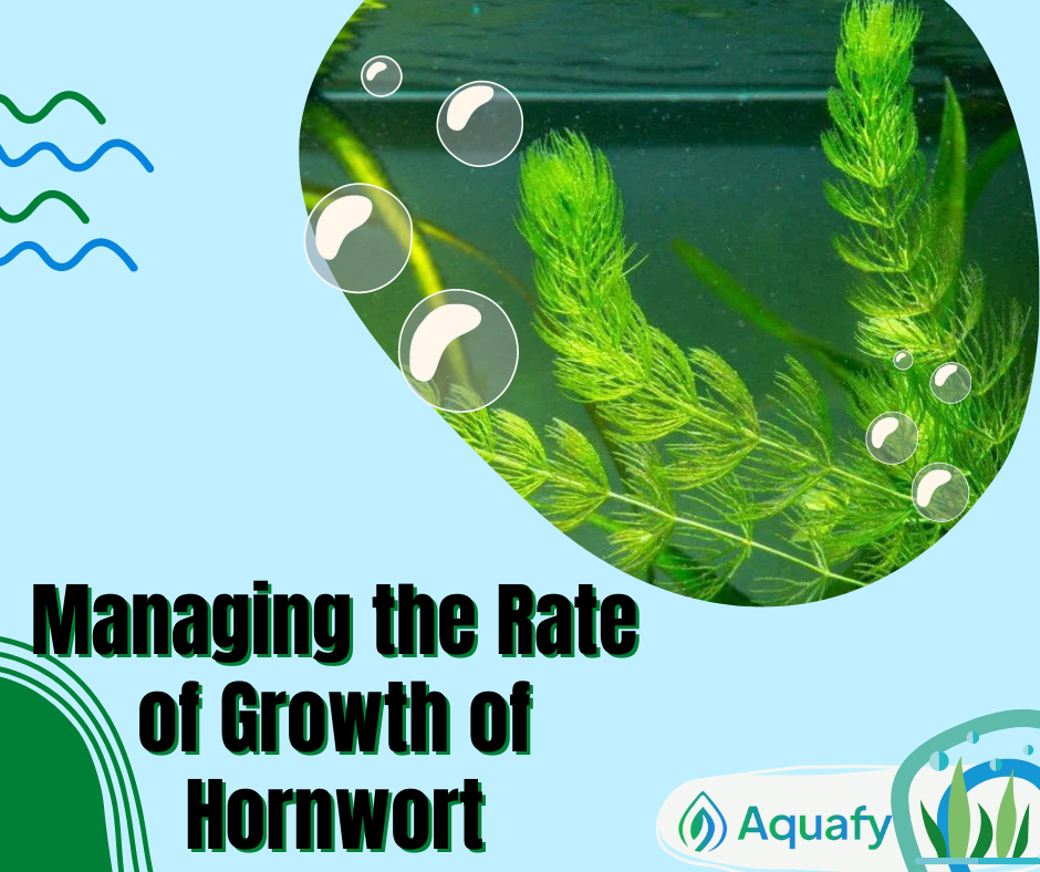 Managing the Rate of Growth of Hornwort