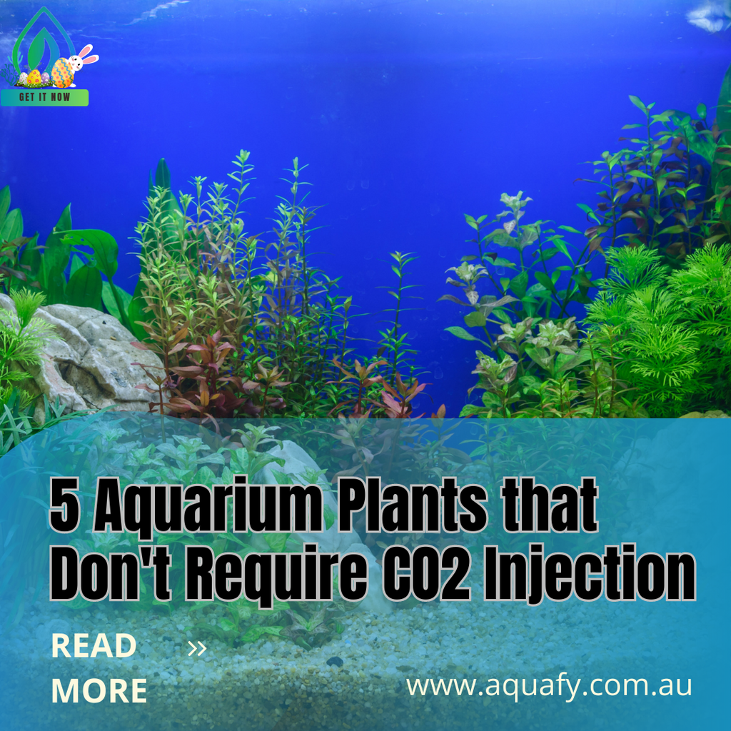 5 Aquarium Plants that Don't Require CO2 Injection