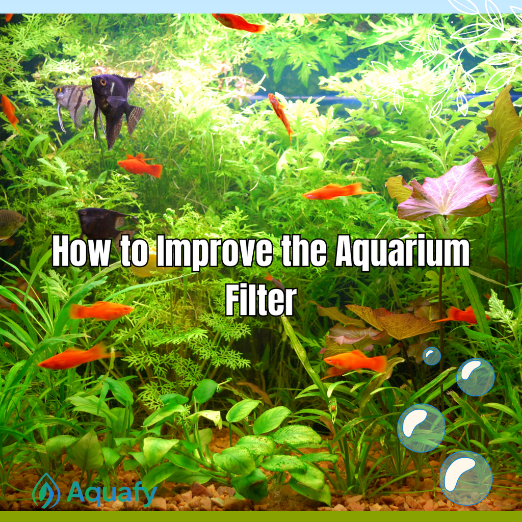 How to Improve the Aquarium Filter