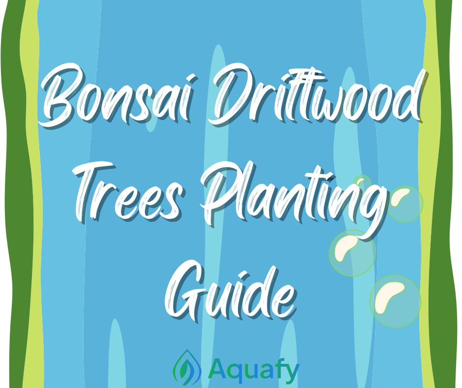 Bonsai Driftwood Trees Planting Guide