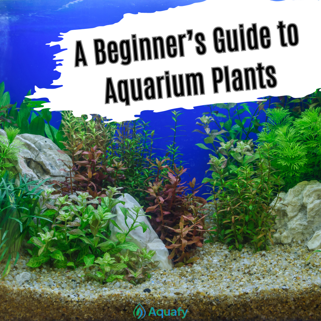 A Beginner's Guide to Aquarium Plants