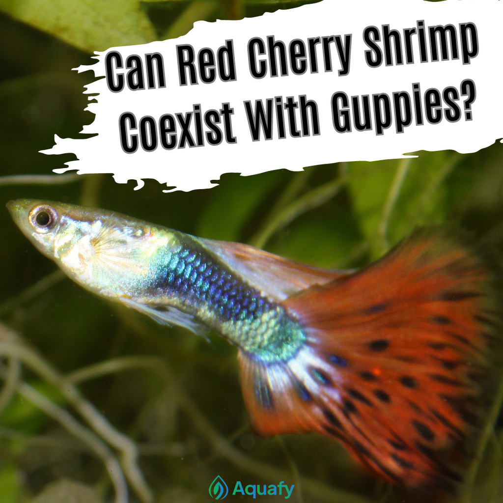 Can Red Cherry Shrimp Coexist with Guppies?