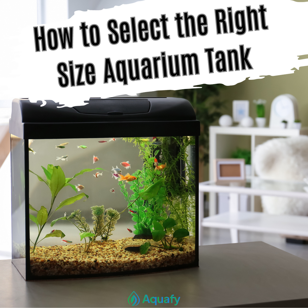 How to Select the Right Size Aquarium Tank