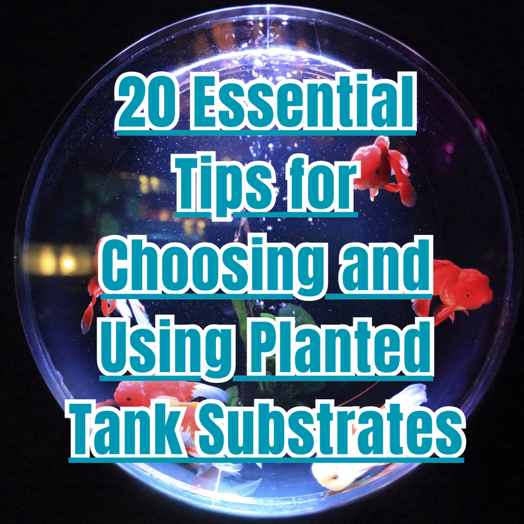 20 Essential Tips for Choosing and Using Planted Tank Substrates