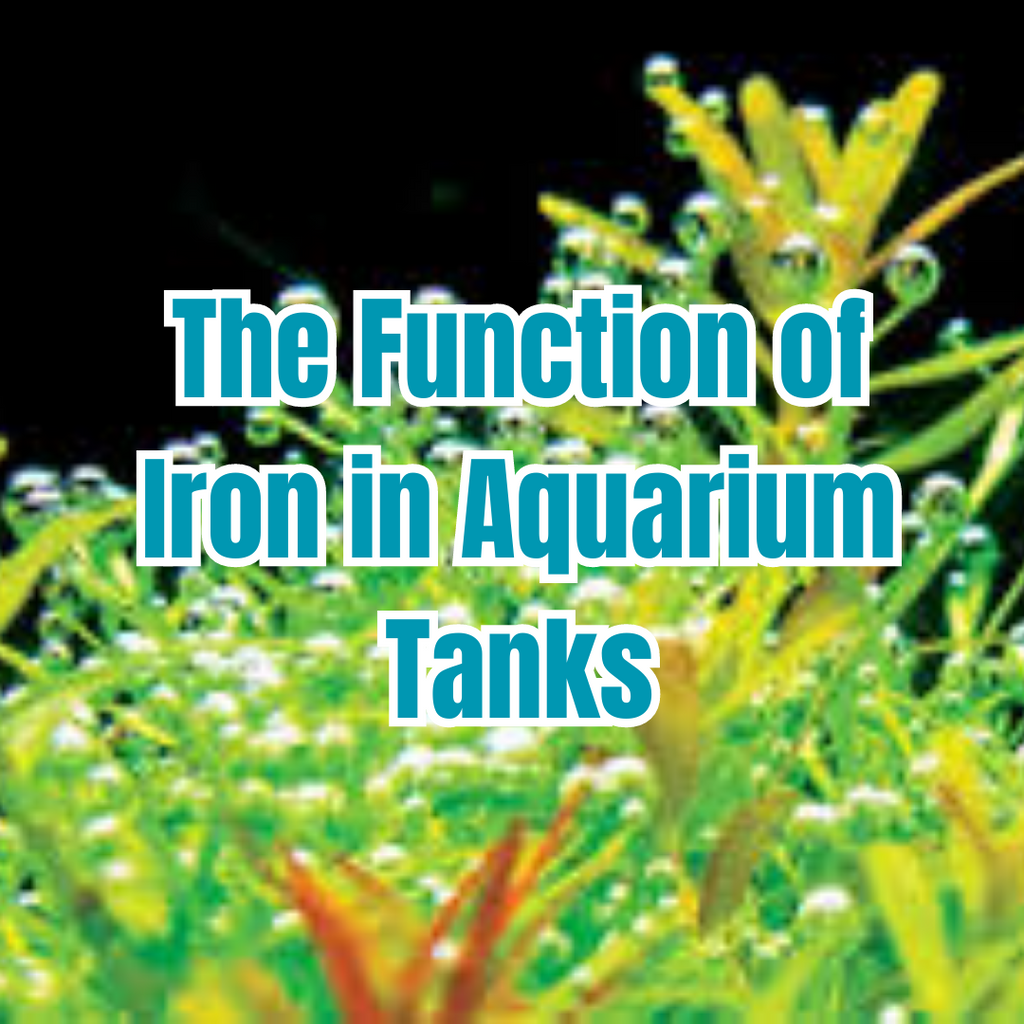 The Function of Iron in Aquarium Tanks