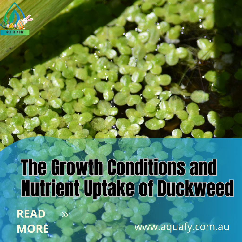 The Growth Conditions and Nutrient Uptake of Duckweed