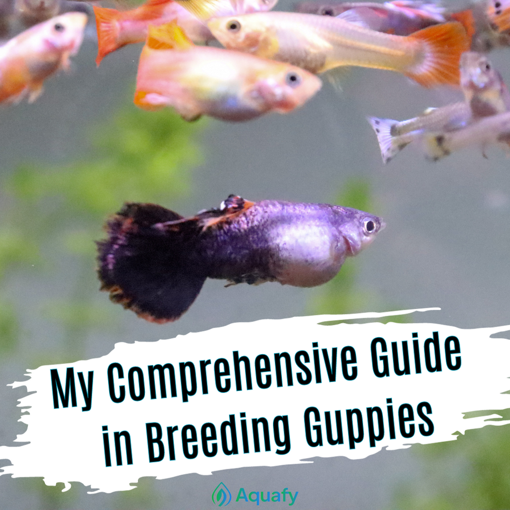 My Comprehensive Guide in Breeding Guppies