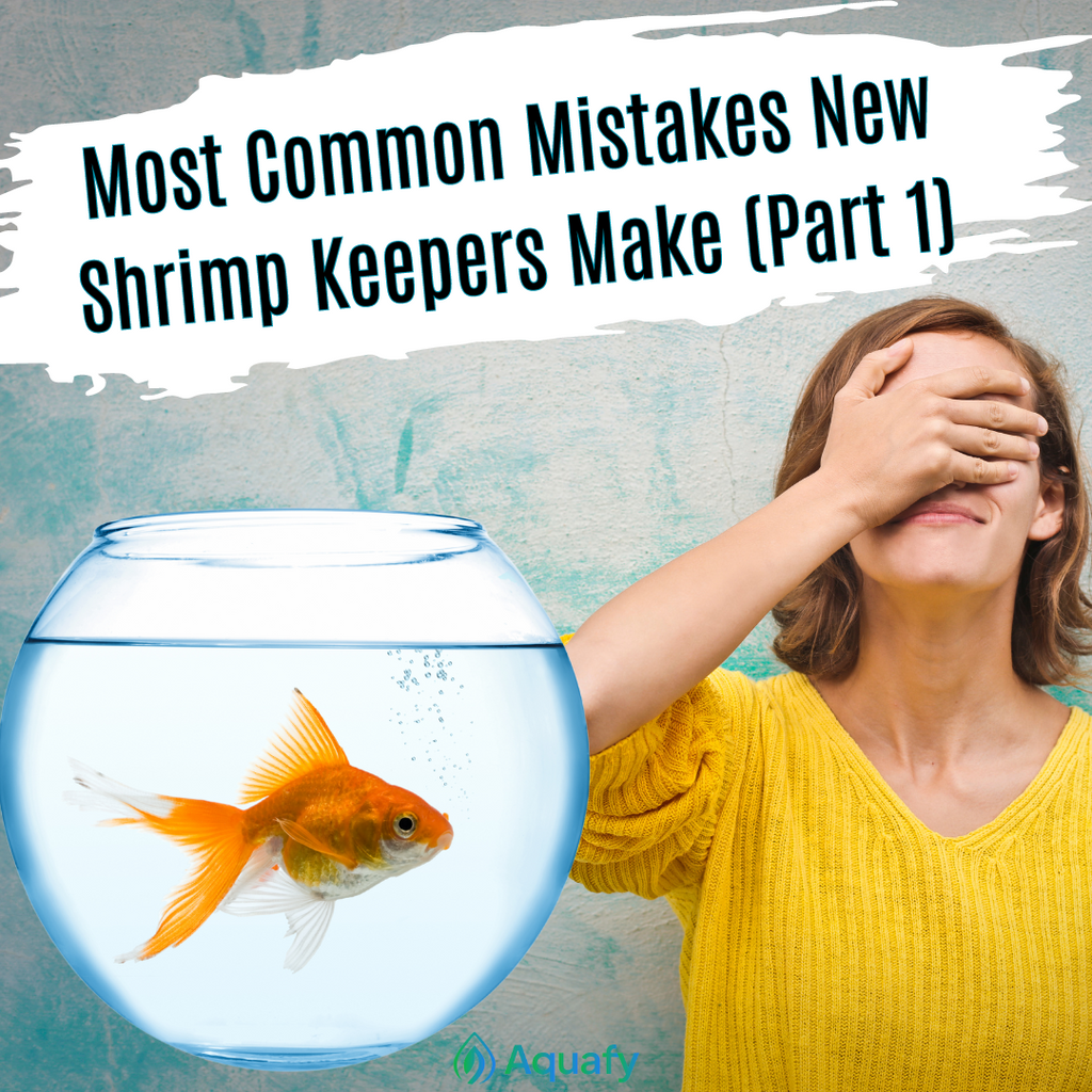 Most Common Mistakes New Shrimp Keepers Make (Part 1)