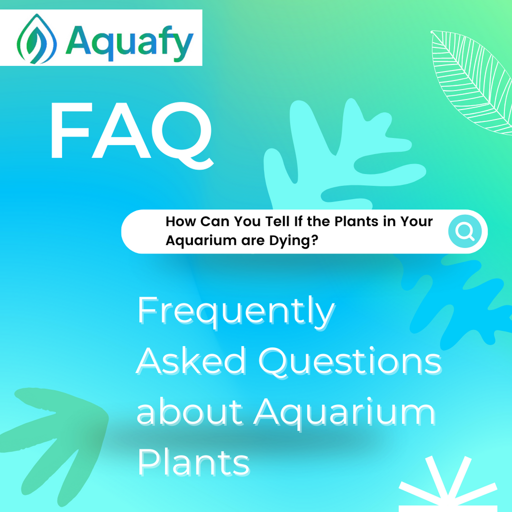 Frequently-Asked Questions About Aquarium Plants