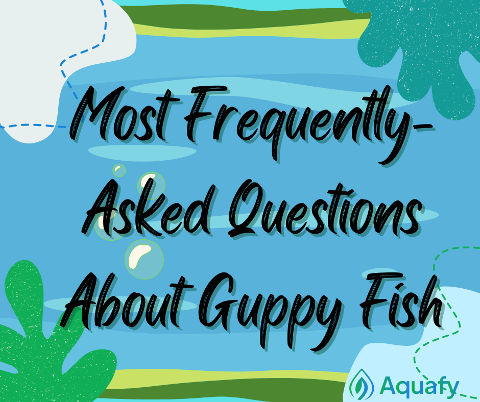 Most Frequently-Asked Questions About Guppy Fish