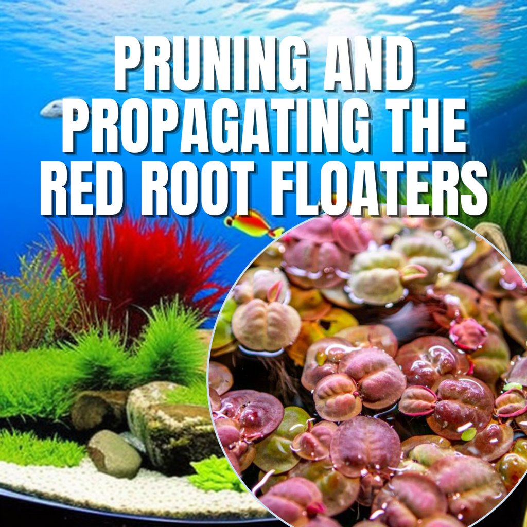 Pruning and Propagating the Red Root Floaters