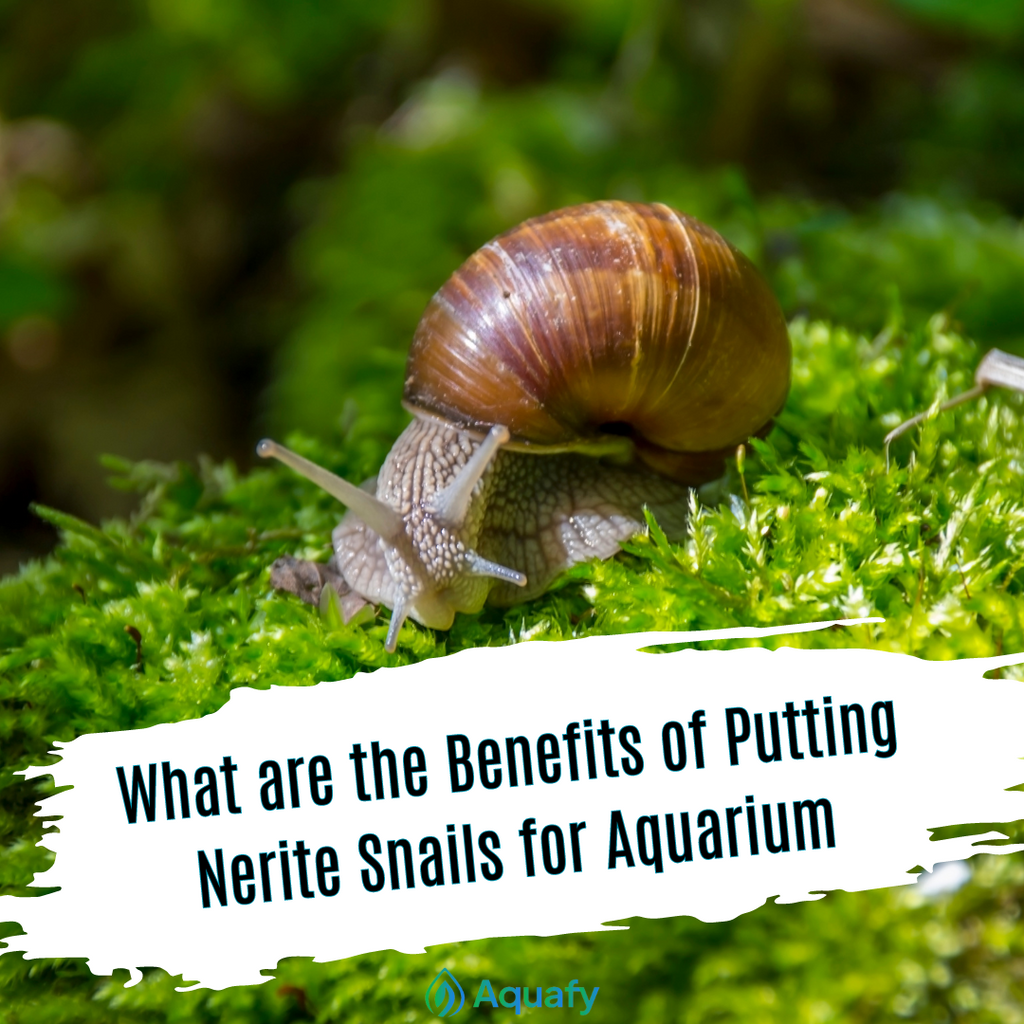 What are the benefits of putting nerite snails for aquariums?