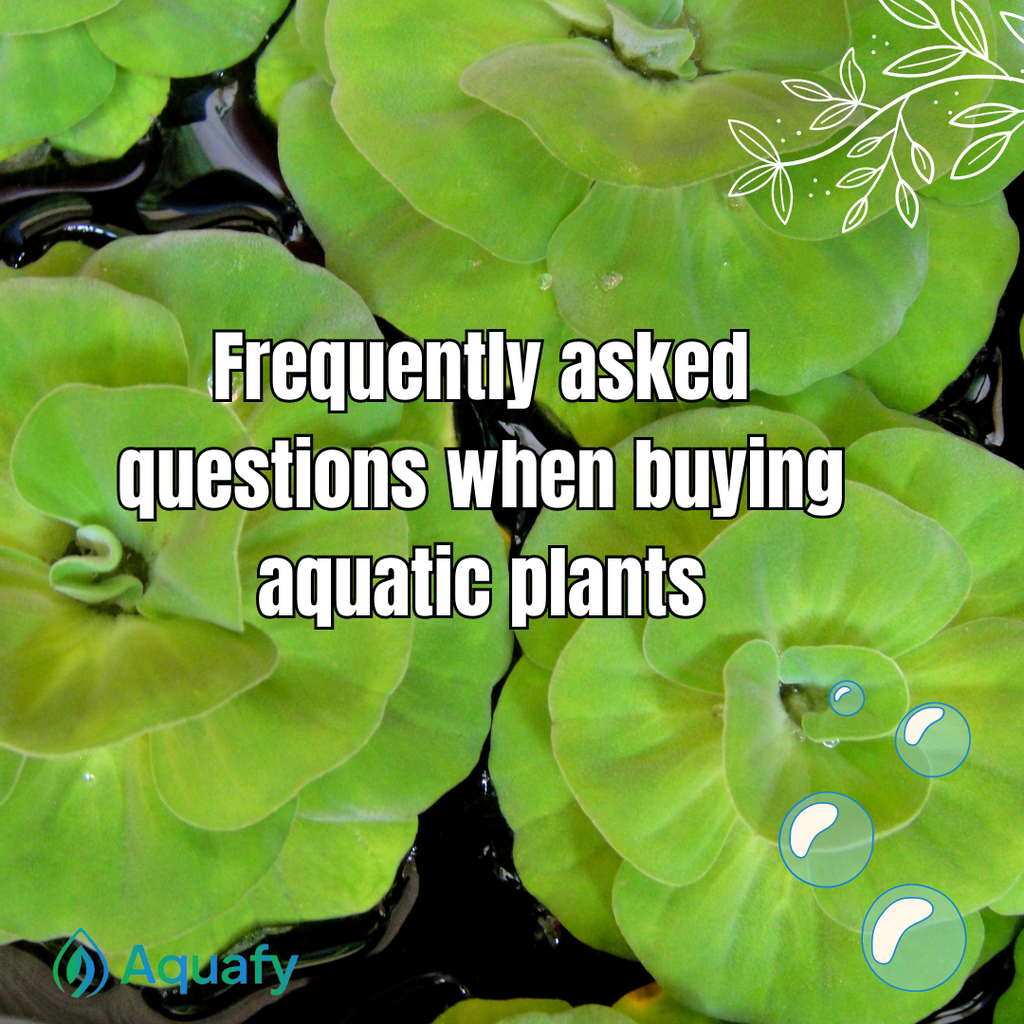 Frequently-Asked Questions When Buying Aquatic Plants