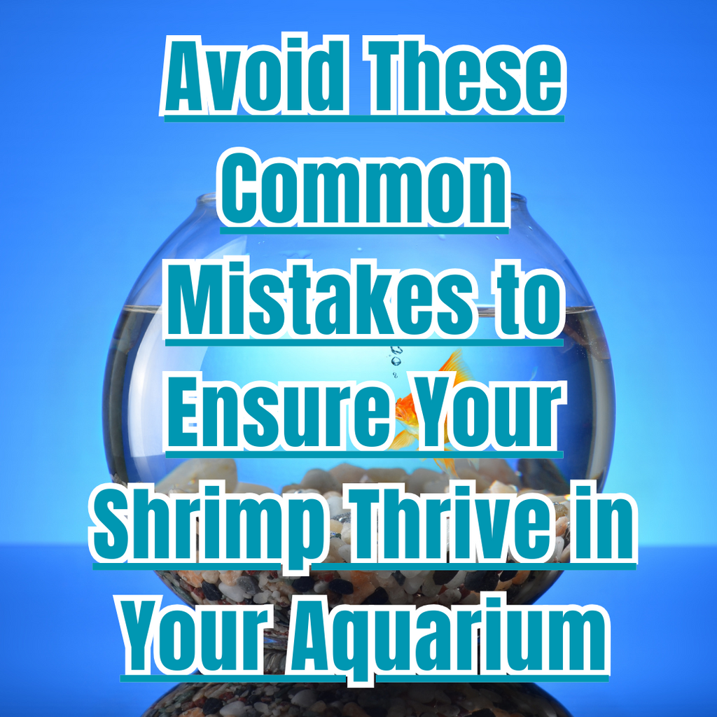 Avoid These Common Mistakes to Ensure Your Shrimp Thrive in Your Aquarium