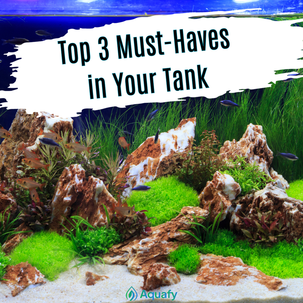 Top 3 Must-Haves in Your Shrimp Tank: