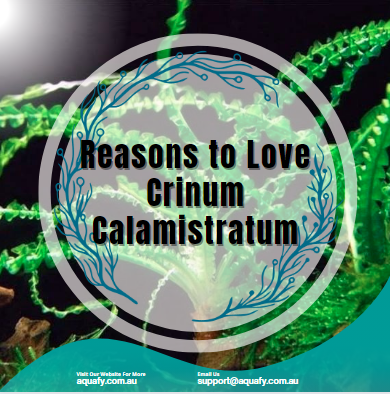 Reasons to Love Crinum Calamistratum