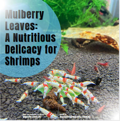 Mulberry Leaves: A Nutritious Delicacy for Shrimps